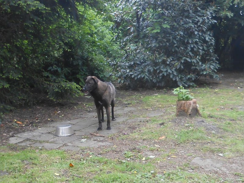 Schutzhund-Mix, 6 Jahre, SH 55cm, 25kg, freundlich, sozialverträglich, verspielt, verschmust