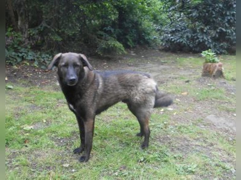 Schutzhund-Mix, 6 Jahre, SH 55cm, 25kg, freundlich, sozialverträglich, verspielt, verschmust