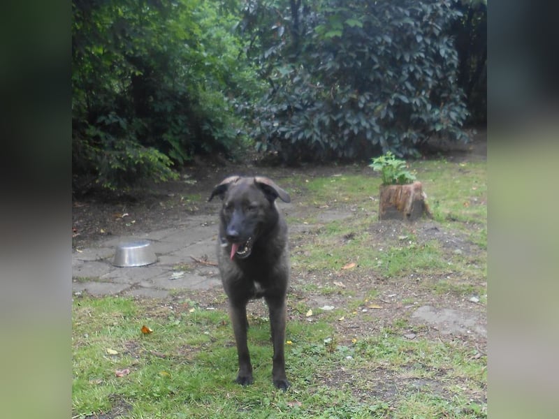 Schutzhund-Mix, 6 Jahre, SH 55cm, 25kg, freundlich, sozialverträglich, verspielt, verschmust