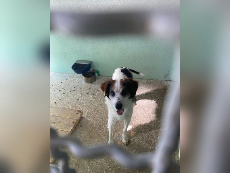 Senior Max sucht sein Körbchen