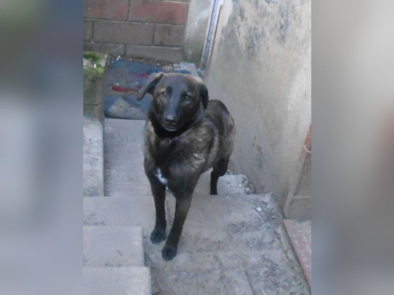 Schutzhund-Mix, 6 Jahre, SH 55cm, 25kg, freundlich, sozialverträglich, verspielt, verschmust