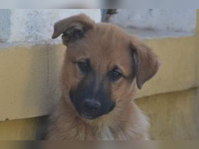 Balu, ein verspieltes Hundekind auf der Suche nach einem Zuhause fürs Leben