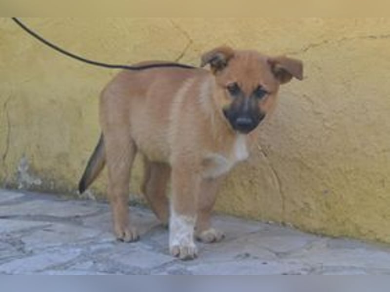 Balu, ein verspieltes Hundekind auf der Suche nach einem Zuhause fürs Leben