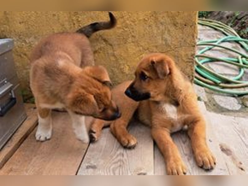 Brauni, ein verspieltes Hundekind auf der Suche nach einem Zuhause fürs Leben