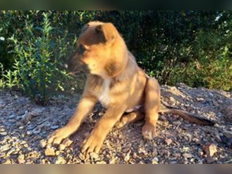 Sammy, ein verspieltes Hundekind auf der Suche nach einem Zuhause fürs Leben