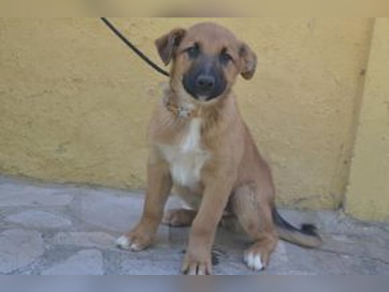 Sammy, ein verspieltes Hundekind auf der Suche nach einem Zuhause fürs Leben