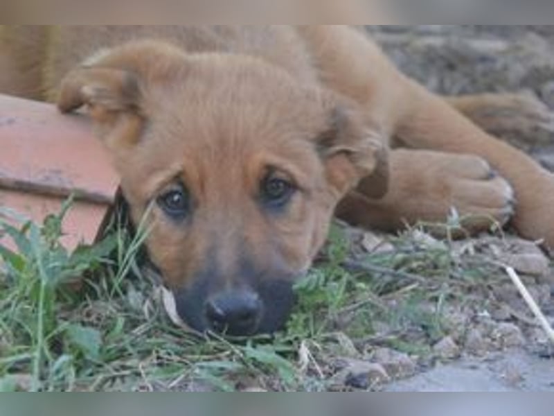 Brauni, ein verspieltes Hundekind auf der Suche nach einem Zuhause fürs Leben