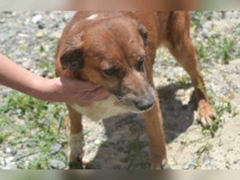 Mike, einer von zwölf zurückgelassenen Hunden sucht ein neues Zuhause