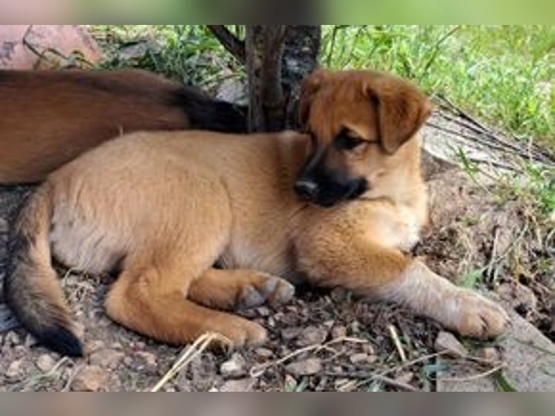 Balu, ein verspieltes Hundekind auf der Suche nach einem Zuhause fürs Leben