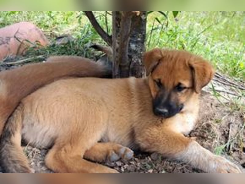Balu, ein verspieltes Hundekind auf der Suche nach einem Zuhause fürs Leben