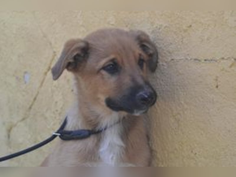 Brauni, ein verspieltes Hundekind auf der Suche nach einem Zuhause fürs Leben