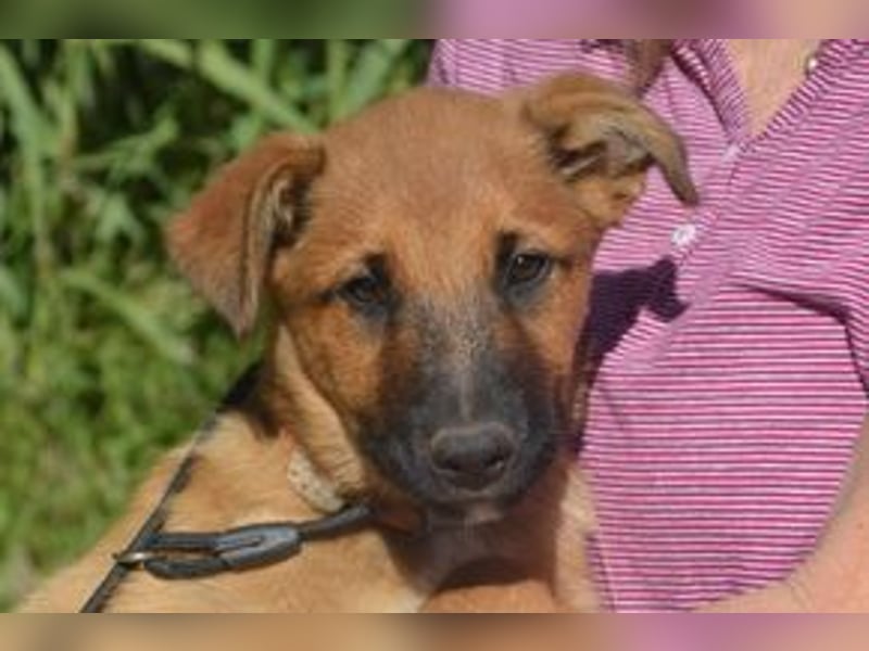 Sammy, ein verspieltes Hundekind auf der Suche nach einem Zuhause fürs Leben