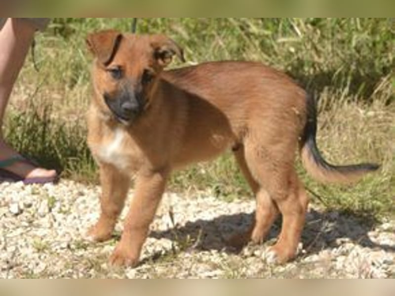 Sammy, ein verspieltes Hundekind auf der Suche nach einem Zuhause fürs Leben
