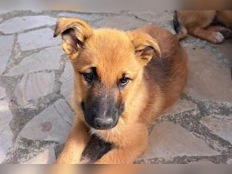 Sammy, ein verspieltes Hundekind auf der Suche nach einem Zuhause fürs Leben