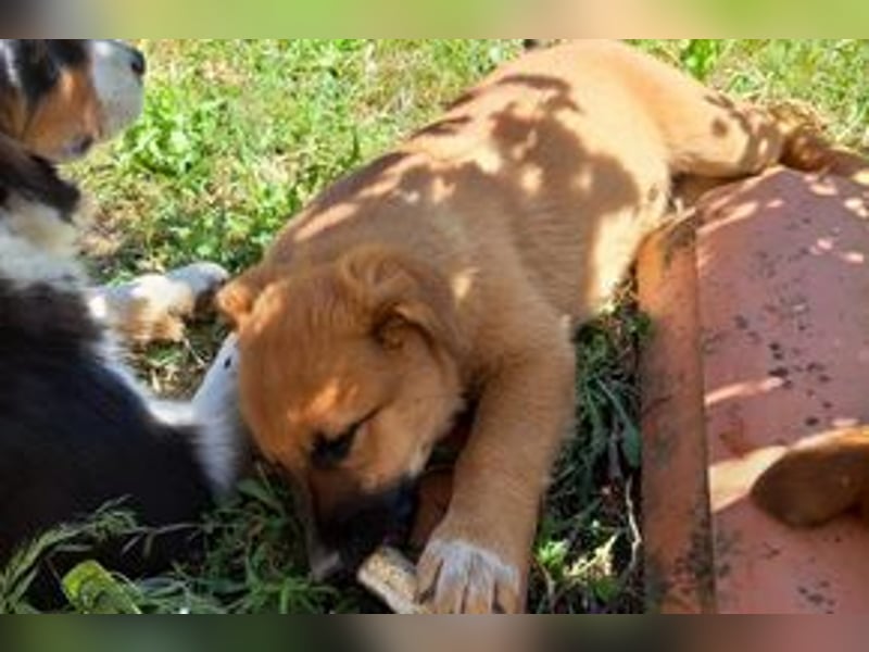 Balu, ein verspieltes Hundekind auf der Suche nach einem Zuhause fürs Leben