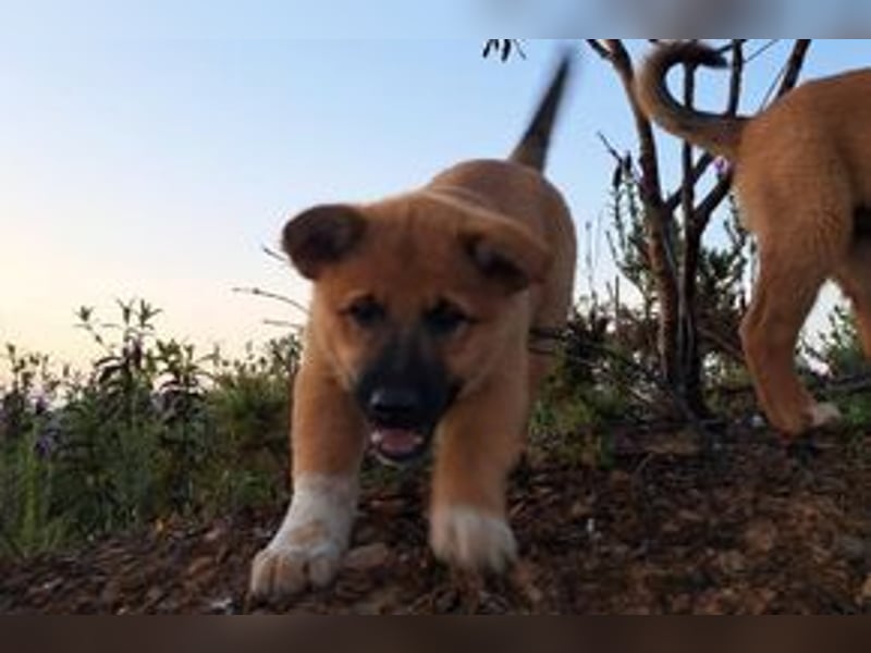 Balu, ein verspieltes Hundekind auf der Suche nach einem Zuhause fürs Leben