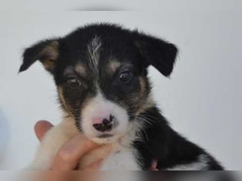 Pepino, ein geretteter Welpe aus einer verlassenen Ruine in Portugal