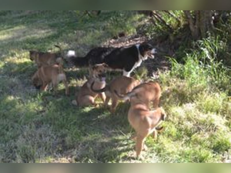 Brauni, ein verspieltes Hundekind auf der Suche nach einem Zuhause fürs Leben