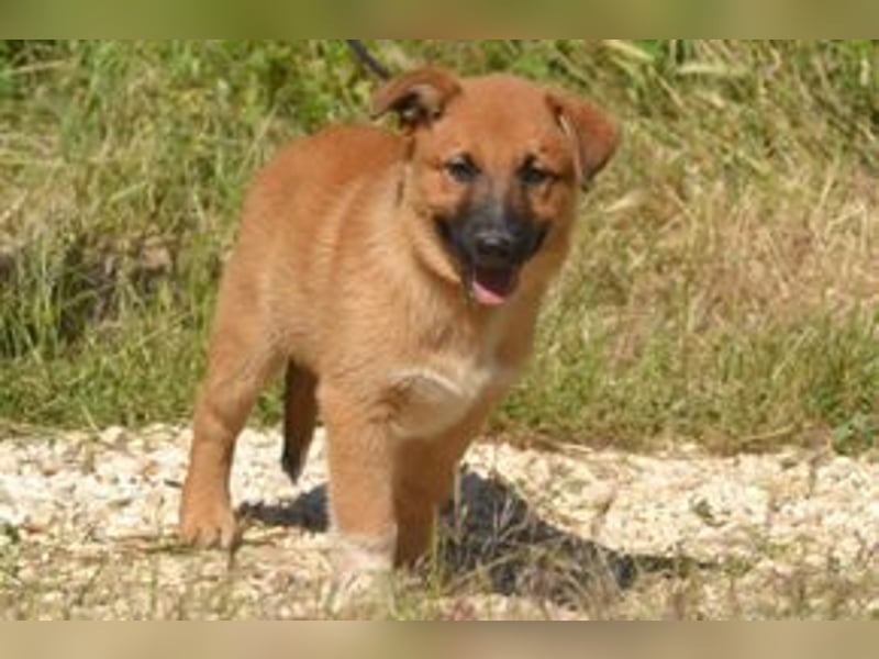 Balu, ein verspieltes Hundekind auf der Suche nach einem Zuhause fürs Leben