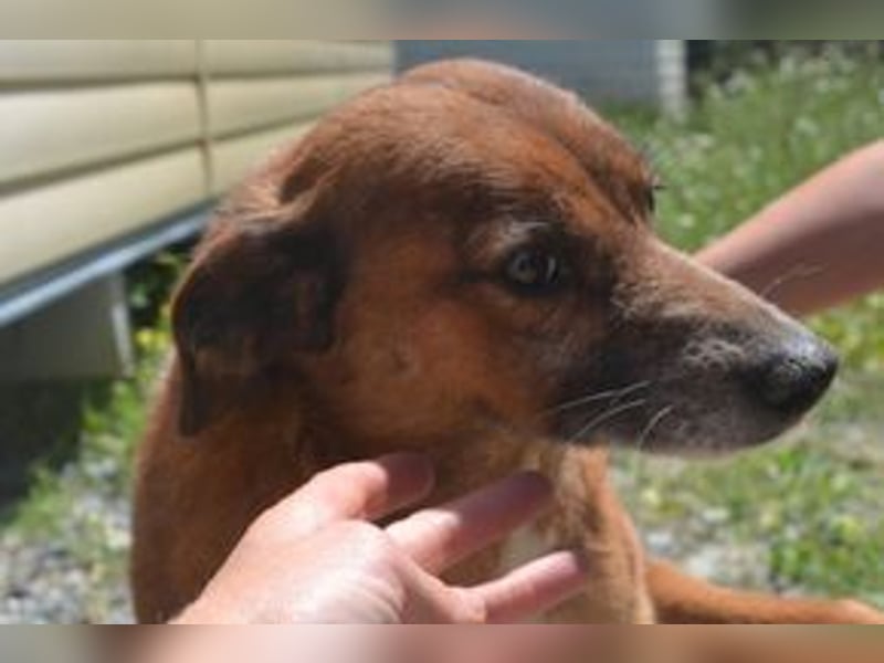 Mike, einer von zwölf zurückgelassenen Hunden sucht ein neues Zuhause
