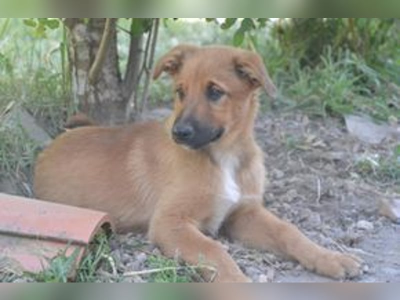 Brauni, ein verspieltes Hundekind auf der Suche nach einem Zuhause fürs Leben