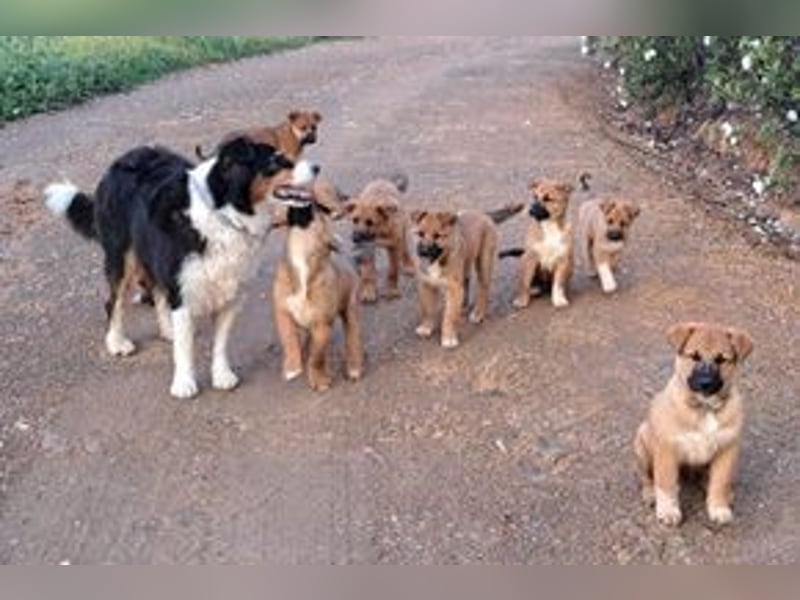 Balu, ein verspieltes Hundekind auf der Suche nach einem Zuhause fürs Leben