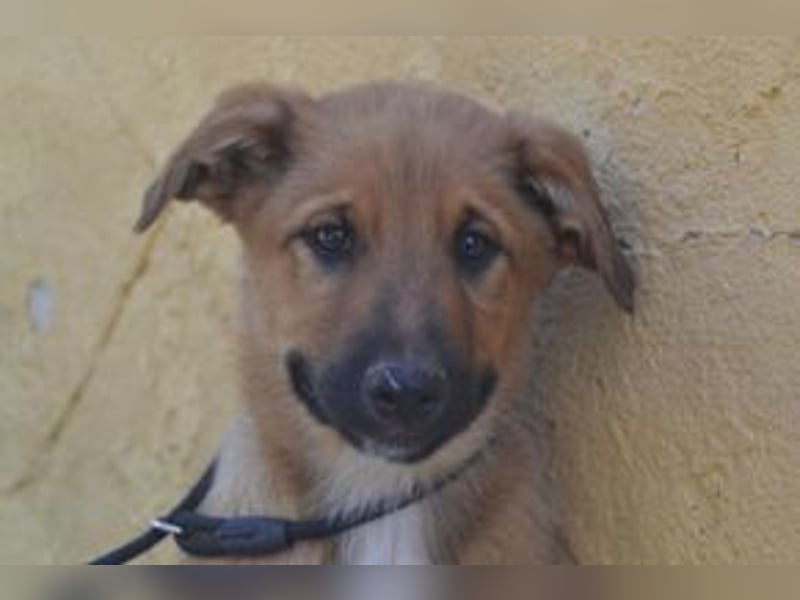 Brauni, ein verspieltes Hundekind auf der Suche nach einem Zuhause fürs Leben
