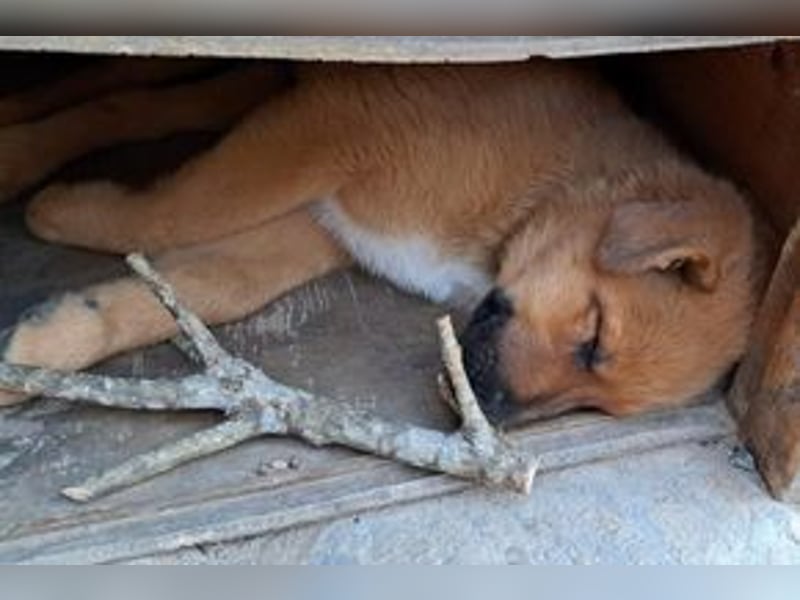 Brauni, ein verspieltes Hundekind auf der Suche nach einem Zuhause fürs Leben