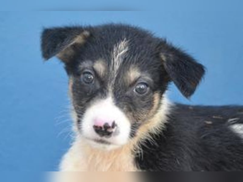 Pepino, ein geretteter Welpe aus einer verlassenen Ruine in Portugal