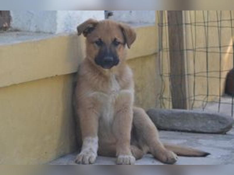 Balu, ein verspieltes Hundekind auf der Suche nach einem Zuhause fürs Leben