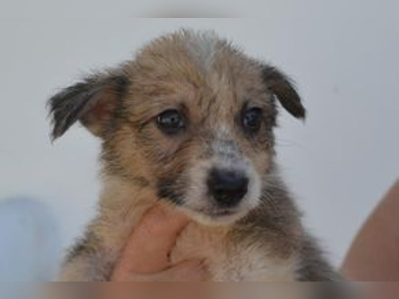Funcho, ein geretteter Welpe aus einer verlassenen Ruine in Portugal