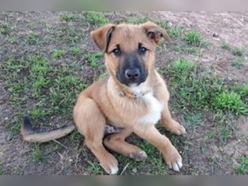 Sammy, ein verspieltes Hundekind auf der Suche nach einem Zuhause fürs Leben