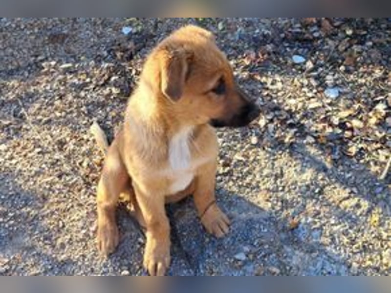 Brauni, ein verspieltes Hundekind auf der Suche nach einem Zuhause fürs Leben