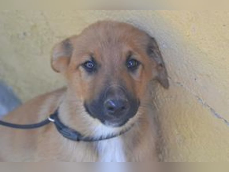 Brauni, ein verspieltes Hundekind auf der Suche nach einem Zuhause fürs Leben