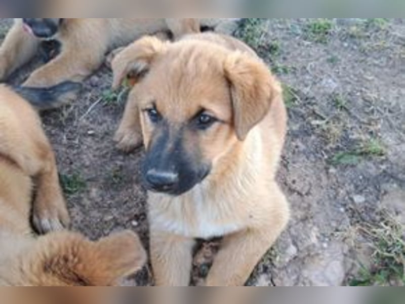 Balu, ein verspieltes Hundekind auf der Suche nach einem Zuhause fürs Leben