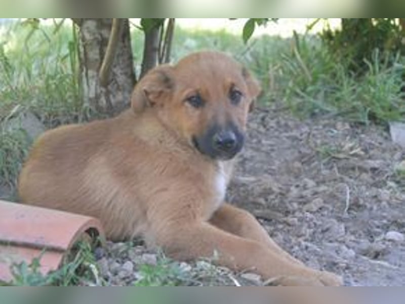 Brauni, ein verspieltes Hundekind auf der Suche nach einem Zuhause fürs Leben