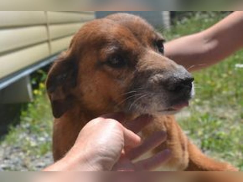 Mike, einer von zwölf zurückgelassenen Hunden sucht ein neues Zuhause