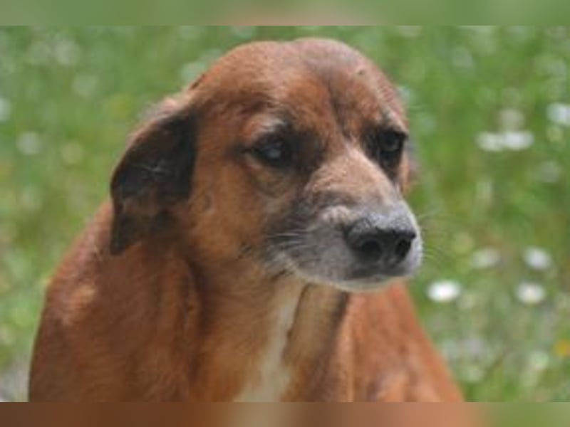 Mike, einer von zwölf zurückgelassenen Hunden sucht ein neues Zuhause
