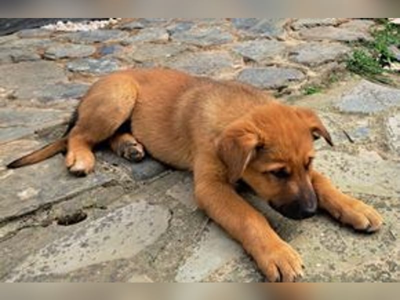Brauni, ein verspieltes Hundekind auf der Suche nach einem Zuhause fürs Leben