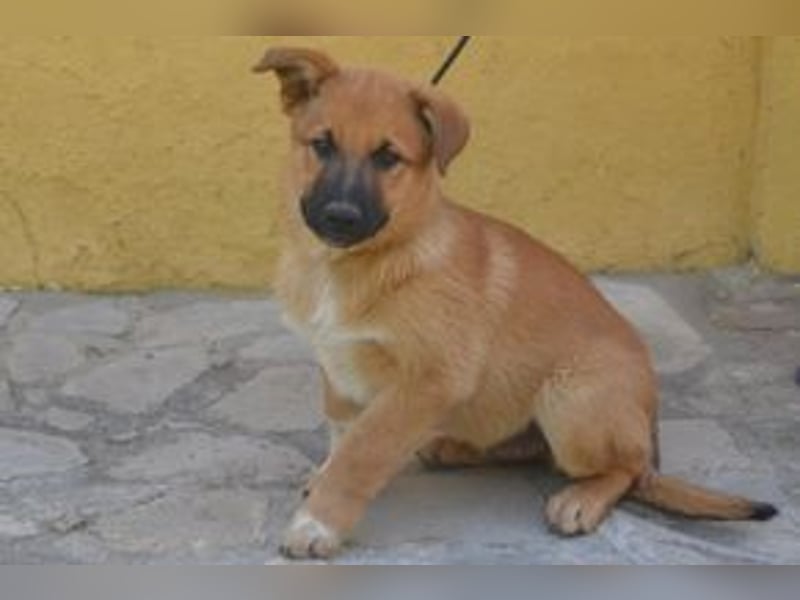 Balu, ein verspieltes Hundekind auf der Suche nach einem Zuhause fürs Leben