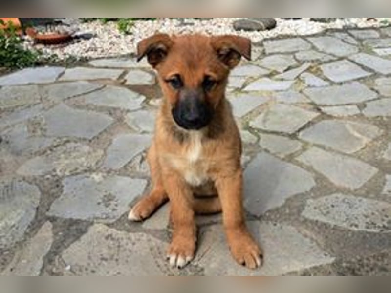 Sammy, ein verspieltes Hundekind auf der Suche nach einem Zuhause fürs Leben