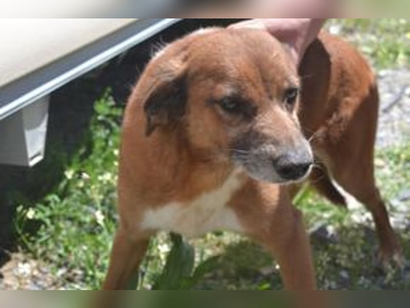 Mike, einer von zwölf zurückgelassenen Hunden sucht ein neues Zuhause