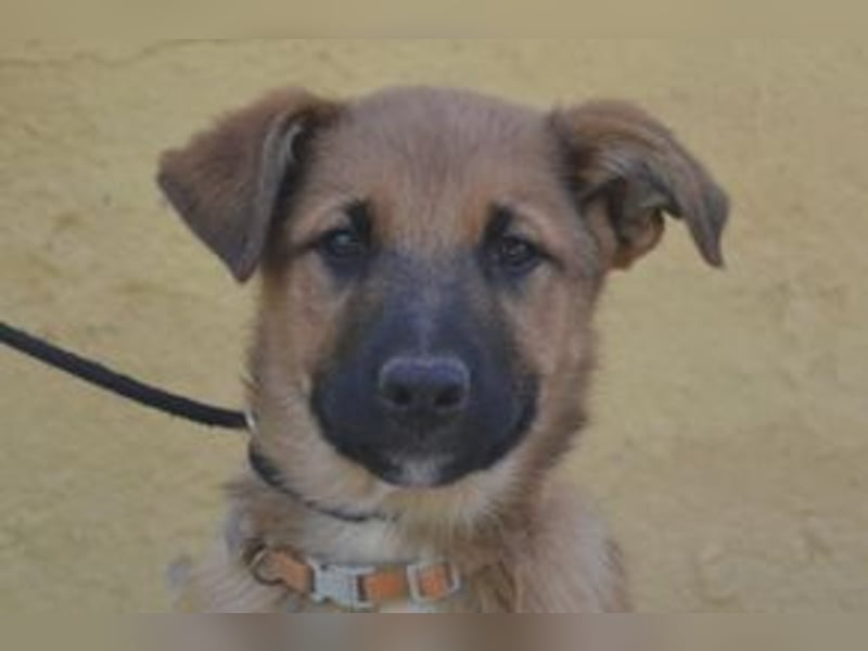 Sammy, ein verspieltes Hundekind auf der Suche nach einem Zuhause fürs Leben