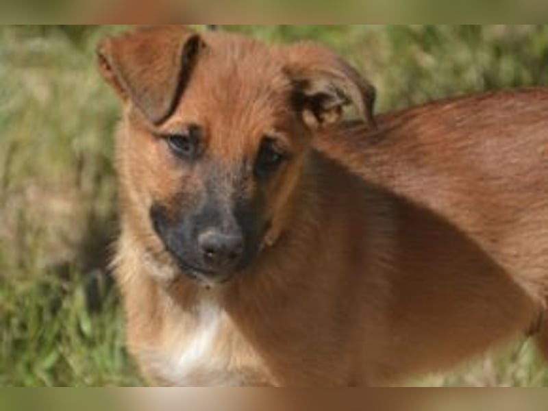 Sammy, ein verspieltes Hundekind auf der Suche nach einem Zuhause fürs Leben