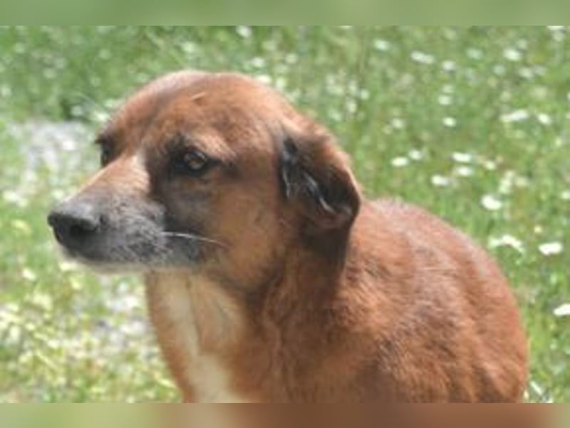 Mike, einer von zwölf zurückgelassenen Hunden sucht ein neues Zuhause