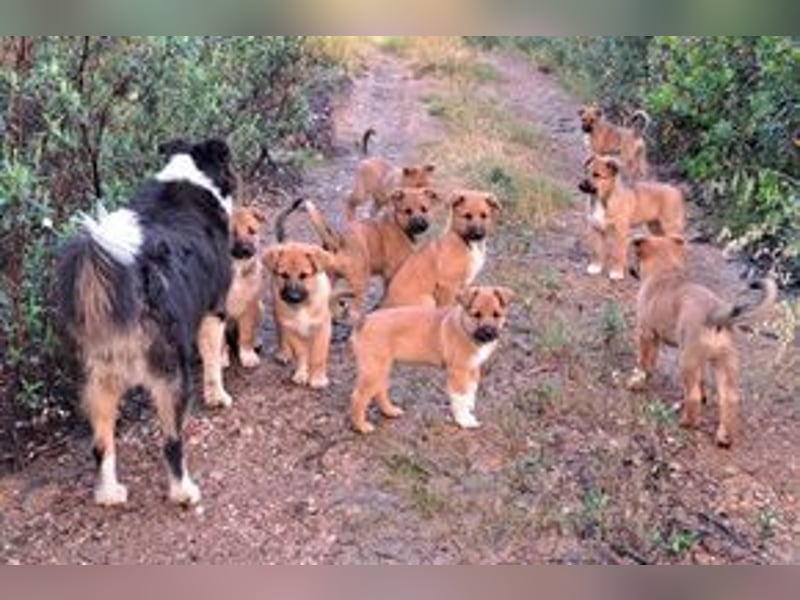 Balu, ein verspieltes Hundekind auf der Suche nach einem Zuhause fürs Leben