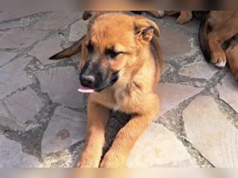 Sammy, ein verspieltes Hundekind auf der Suche nach einem Zuhause fürs Leben