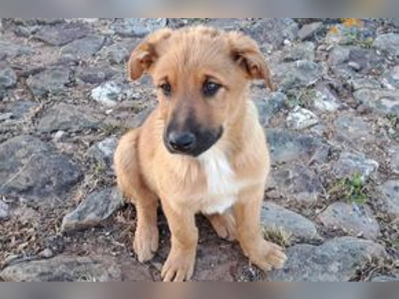 Brauni, ein verspieltes Hundekind auf der Suche nach einem Zuhause fürs Leben