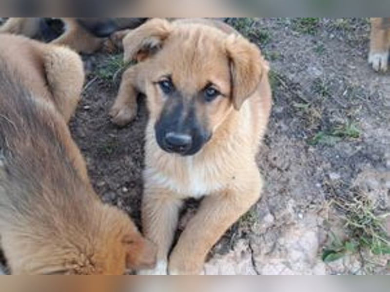 Balu, ein verspieltes Hundekind auf der Suche nach einem Zuhause fürs Leben