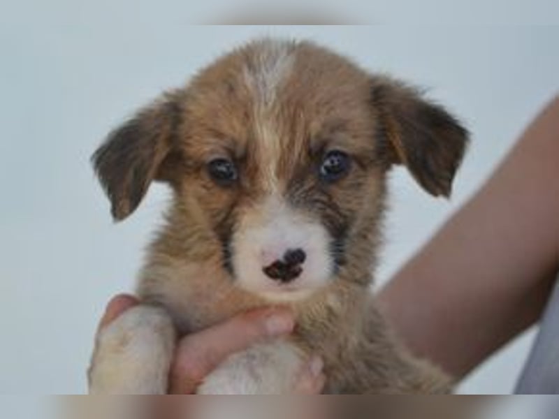 Limão, ein geretteter Welpe aus einer verlassenen Ruine in Portugal